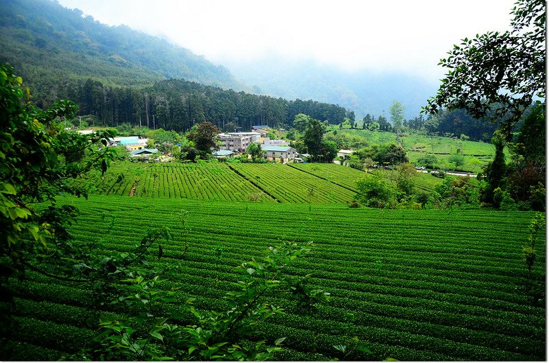頂湖茶園