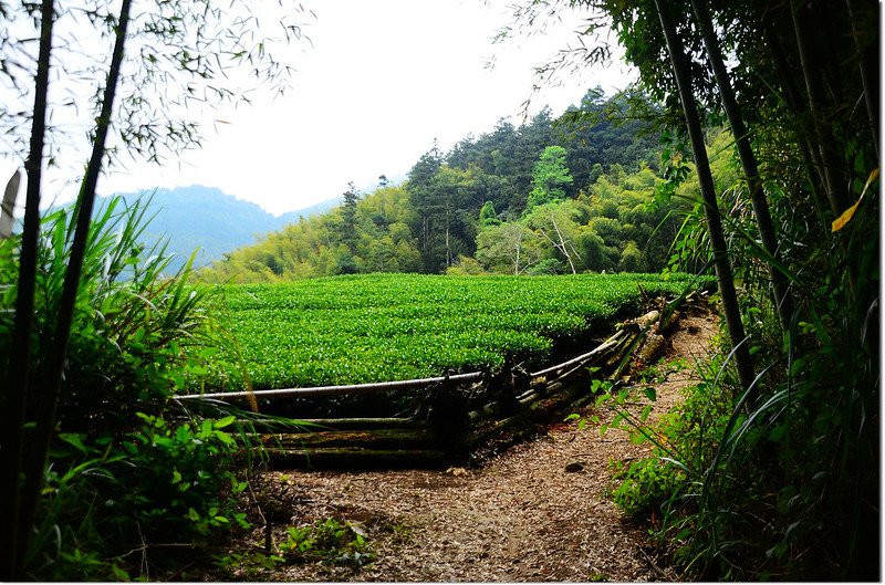 瑞太古道茶園 1