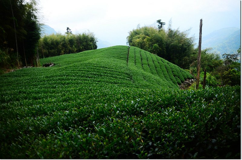 瑞太古道茶園 2