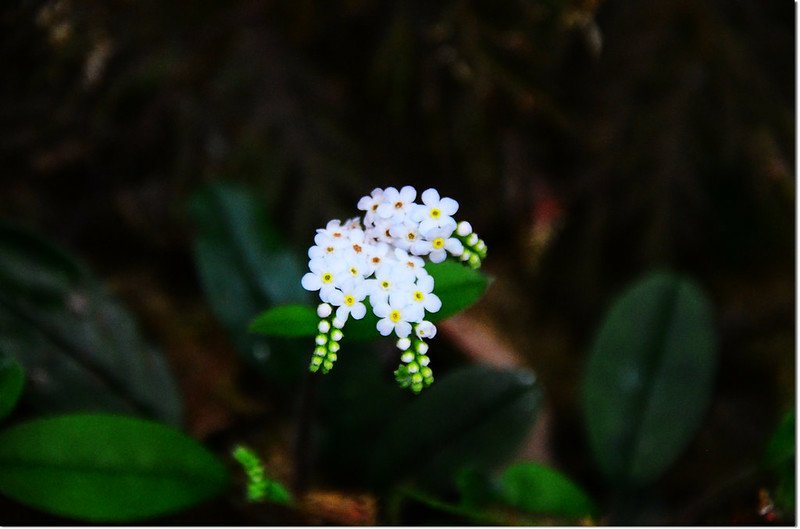 台灣附地菜 1