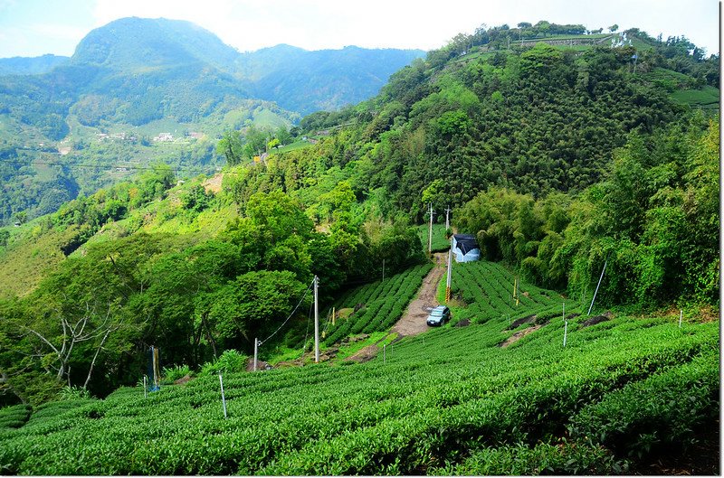 公田茶園風光