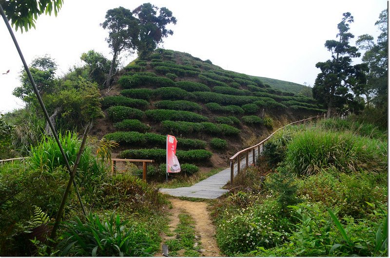 紅楠坑山（龜山、茅子埔山）茶園岔路