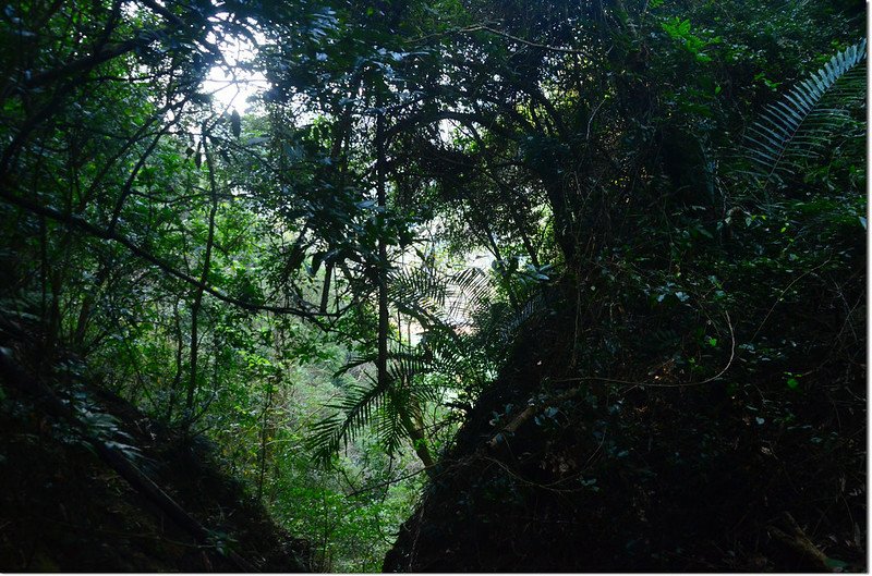 芒果坑山攻頂前山溝大斷崖