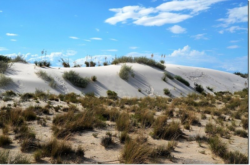 Interdune Boardwalk 3