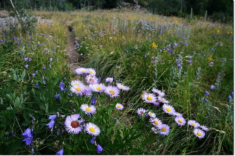 Wildflowers along the trail 1