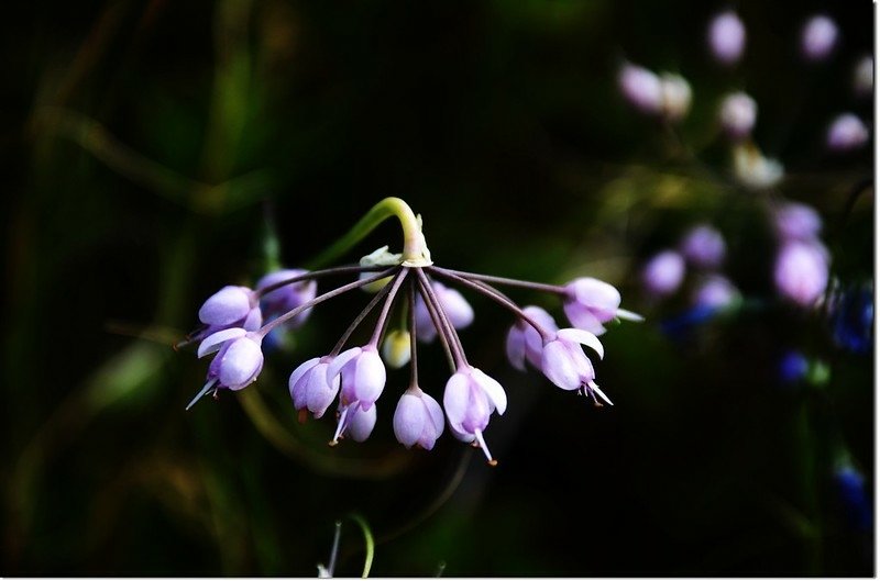 Nodding Onion 2