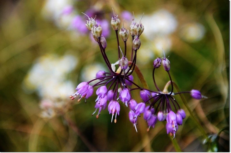 Nodding Onion 1