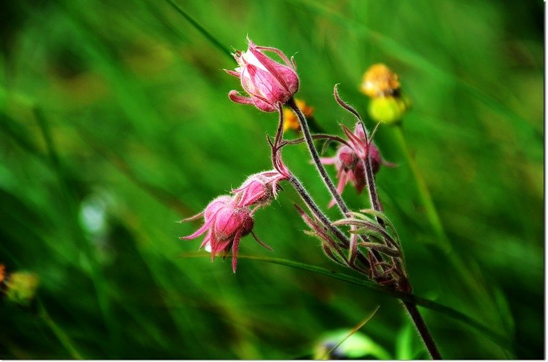 Prairie Smoke 1