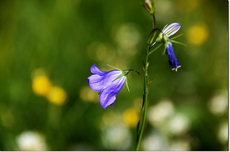 Harebell(Bluebell) 1