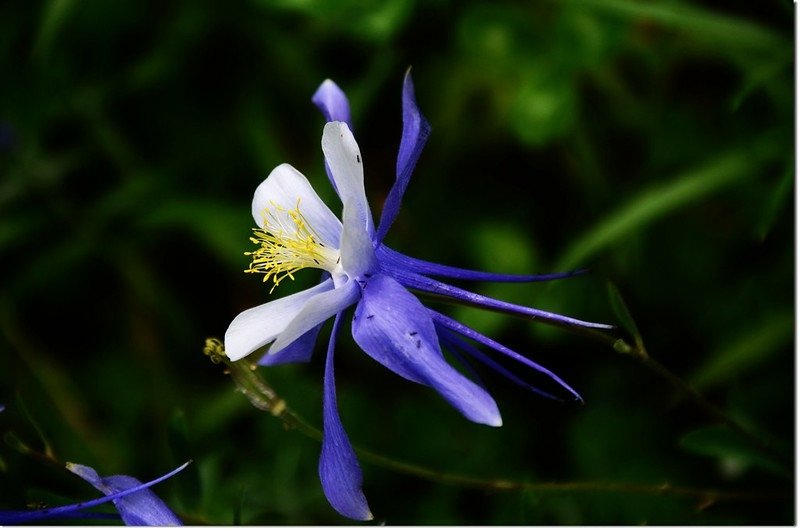 Blue Columbine 2