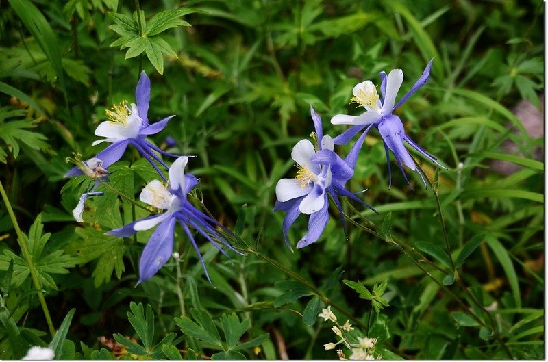 Blue Columbine 1