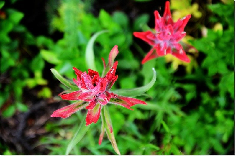 Indian paintbrush flower 2