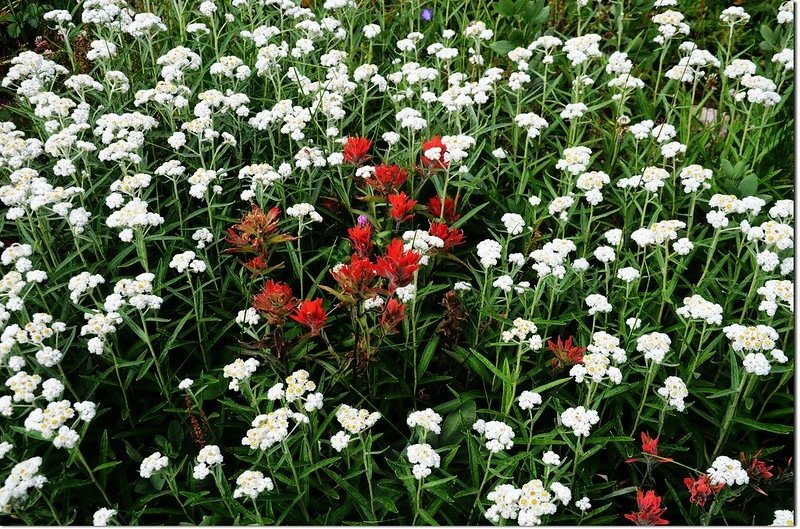 Indian paintbrush flower 3