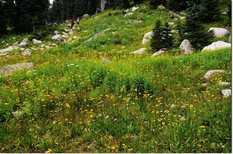 Wildflowers along the trail 3