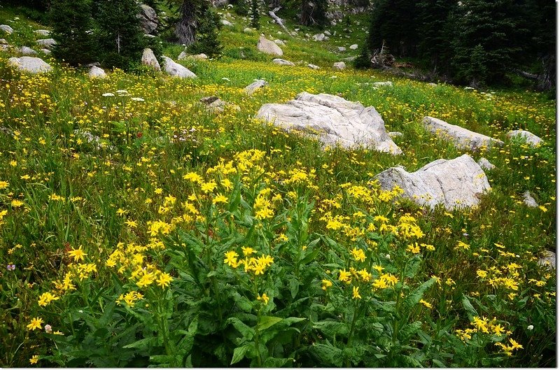 Wildflowers along the trail 4