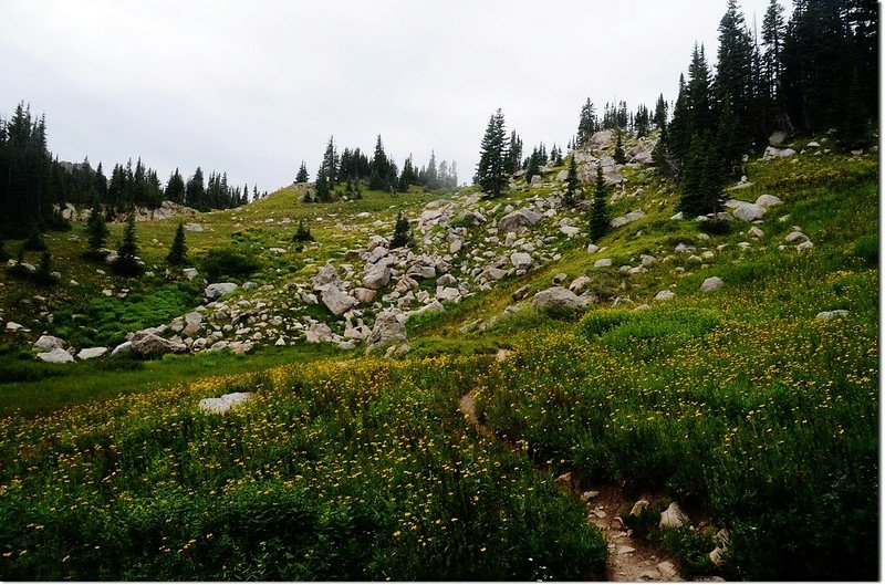 Wildflowers along the trail 5