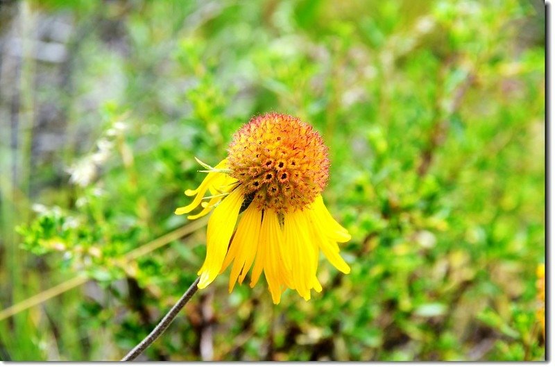 Black Eye Susan