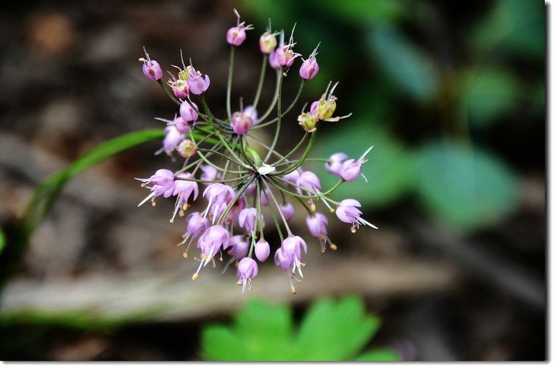 Nodding Onion