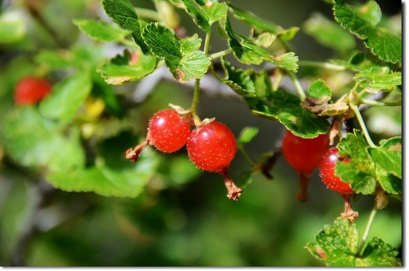 Wax Currant (Ribes cereum) Fruit