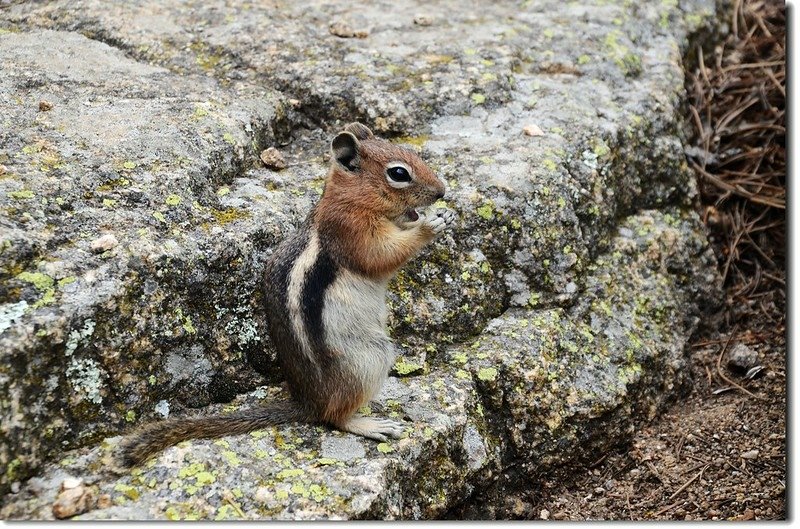 Chipmunk