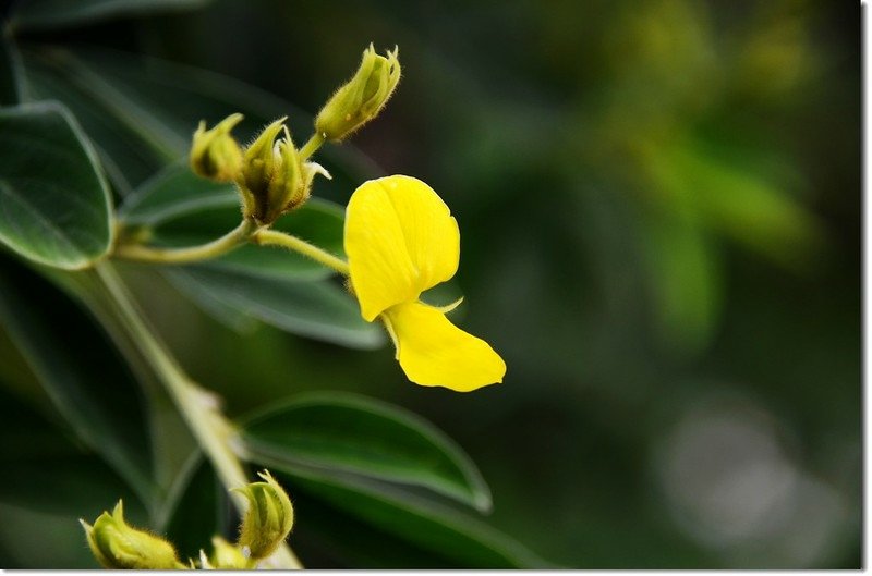 樹豆(花)