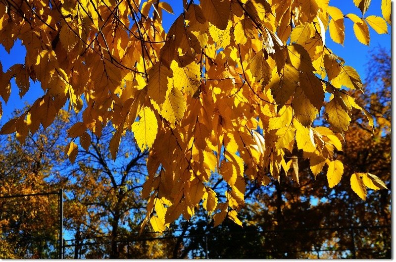 Elm(榆樹) in Fall, Chautauqua, Boulder 1