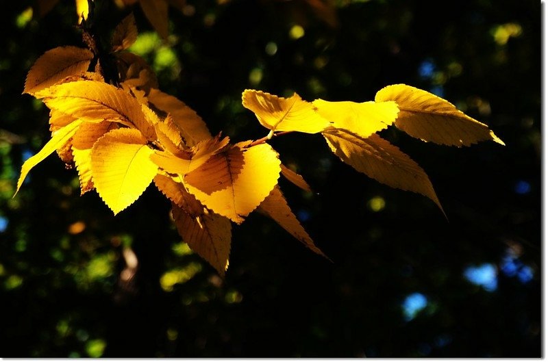 Elm(榆樹) in Fall, Chautauqua, Boulder 2