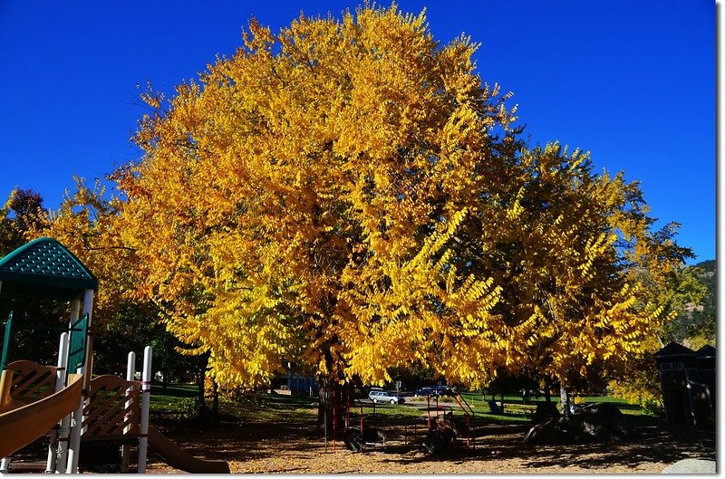 Elm(榆樹) in Fall, Chautauqua, Boulder 4