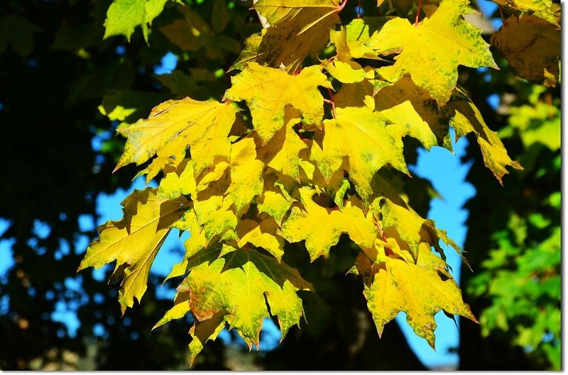 Noway maple in Fall, Chautauqua, Boulder 1