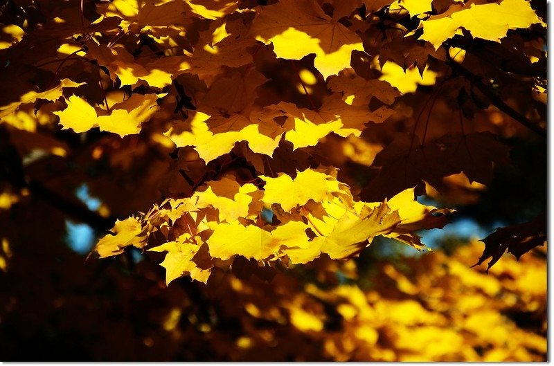 Noway maple in Fall, Chautauqua, Boulder 2