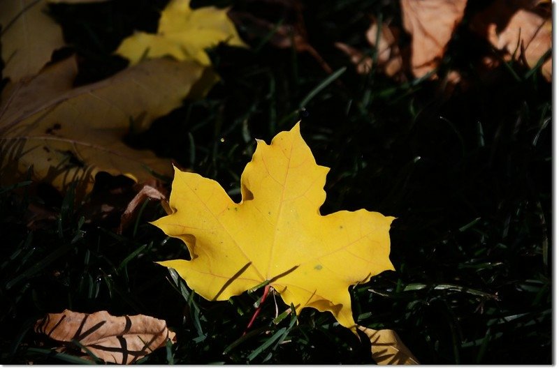 Noway maple in Fall, Chautauqua, Boulder 4