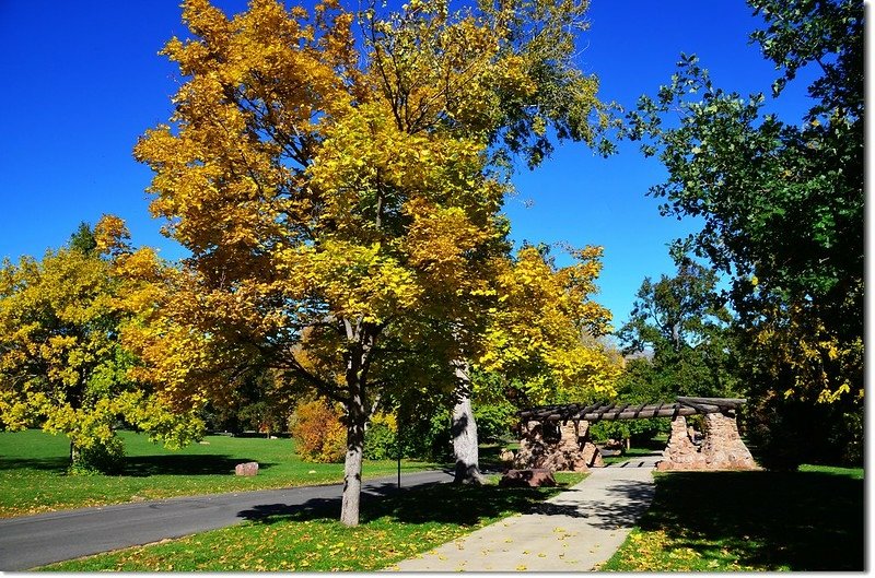 Noway maple in Fall, Chautauqua, Boulder 8