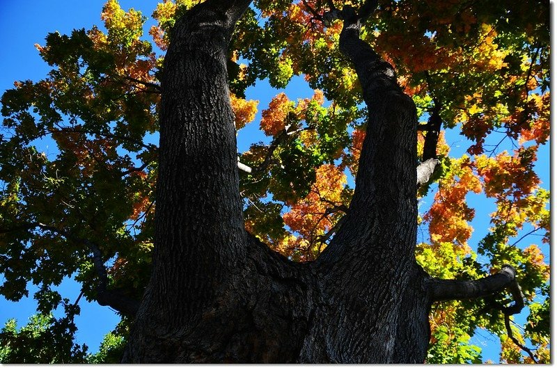 Sugar maple in Fall, Chautauqua, Boulder 1