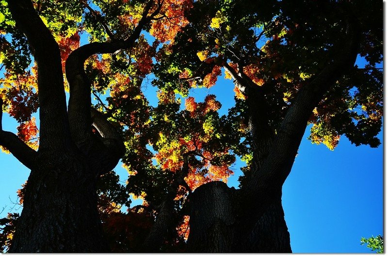 Sugar maple in Fall, Chautauqua, Boulder 2