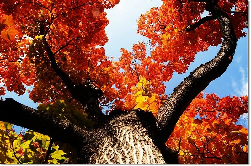 Sugar maple in Fall, Chautauqua, Boulder 3