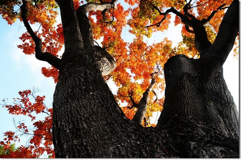 Sugar maple in Fall, Chautauqua, Boulder 4