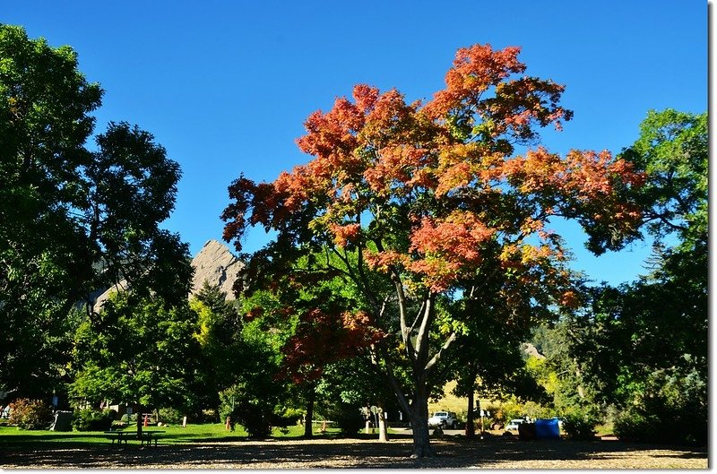 Sugar maple in Fall, Chautauqua, Boulder 5