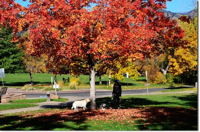 Sugar maple in Fall, Chautauqua, Boulder 7