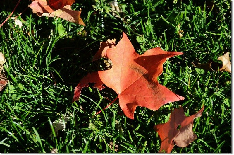 Sugar maple in Fall, Chautauqua, Boulder 8