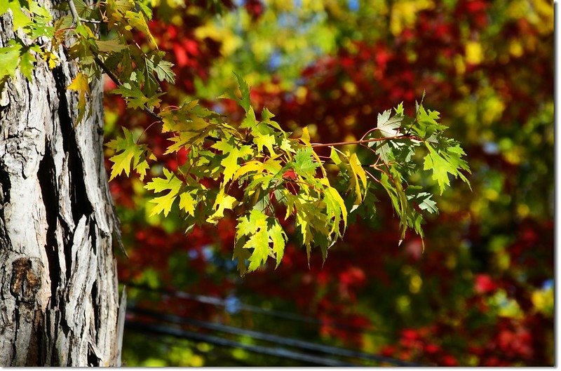 Silver maple in Fall, Chautauqua, Boulder 1