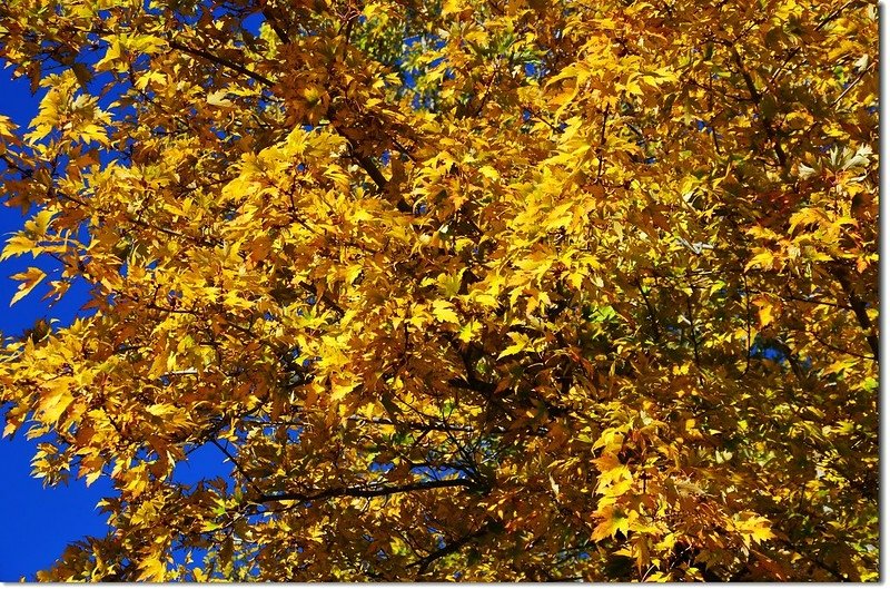 Silver maple in Fall, Chautauqua, Boulder 2