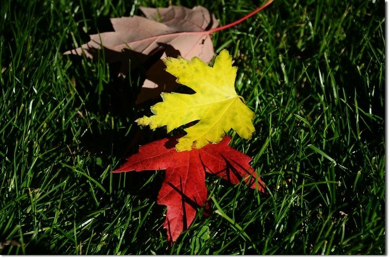 Silver maple in Fall, Chautauqua, Boulder 4