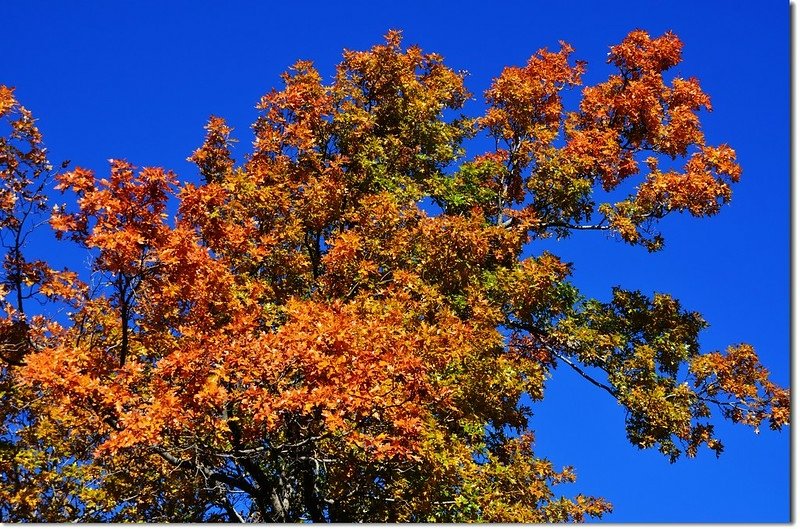 Oak(橡、櫟) in Fall, Chautauqua, Boulder 1