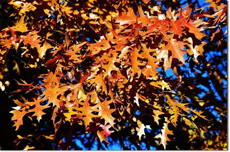 Oak(橡、櫟) in Fall, Chautauqua, Boulder 3