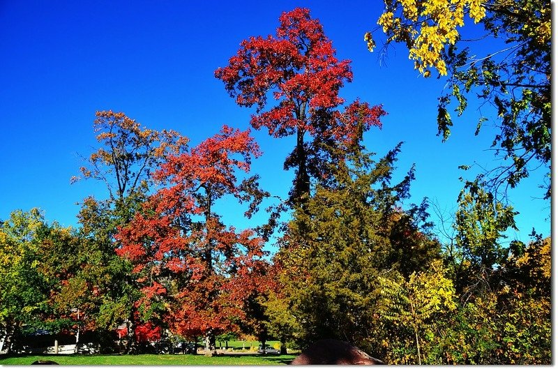 Oak(橡、櫟) in Fall, Chautauqua, Boulder 5