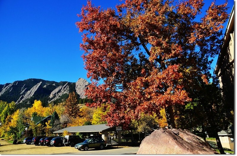 Oak(橡、櫟) in Fall, Chautauqua, Boulder 6