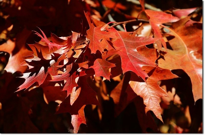 Oak(橡、櫟) in Fall, Chautauqua, Boulder 8