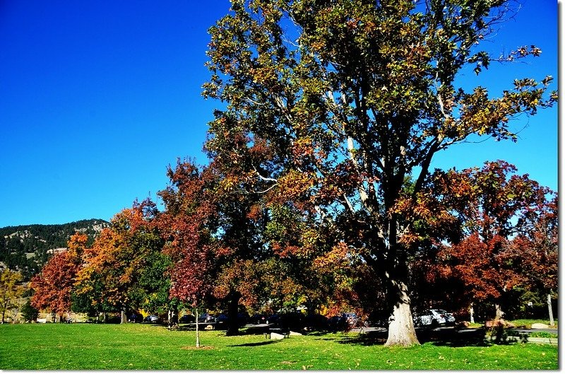 Oak(橡、櫟) in Fall, Chautauqua, Boulder 9