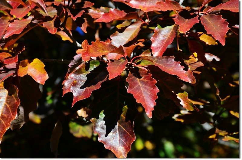 Oak(橡、櫟) in Fall, Chautauqua, Boulder 13