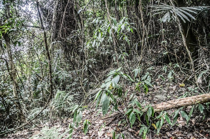 水頭排總督府土木局町杭下方小平台